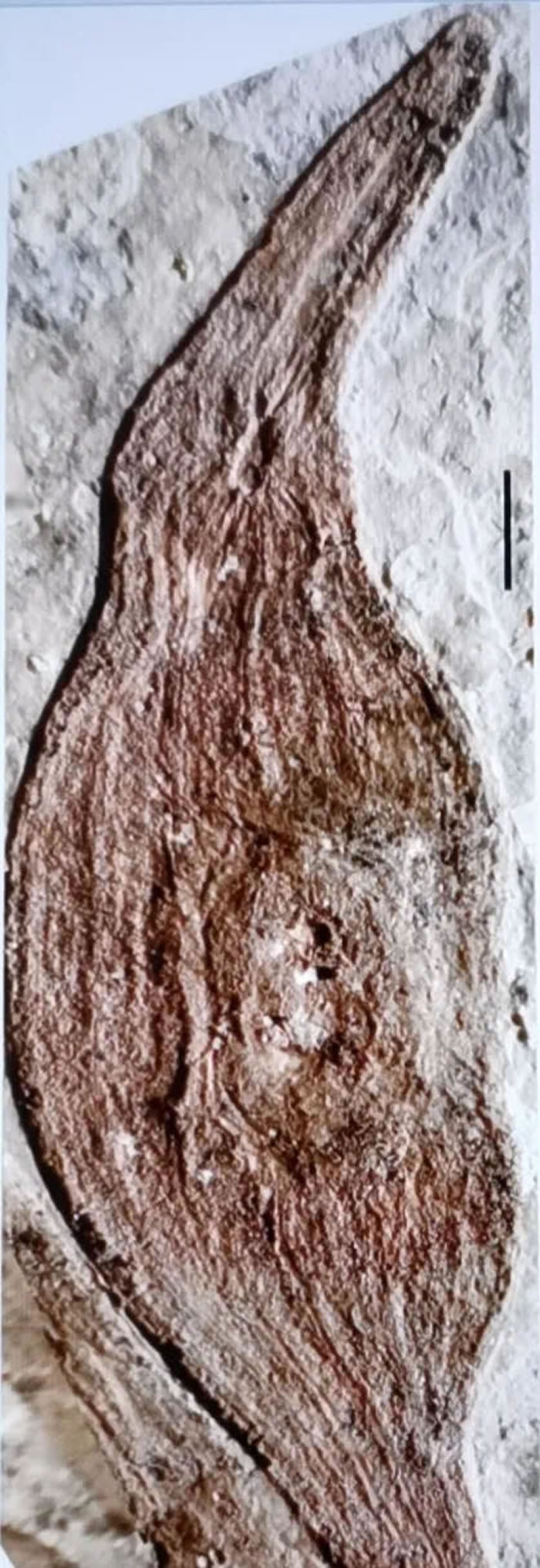 �й������������ֲ����¹���������ʼ��Ϊ����ֲ����Դ�ṩ��֤��