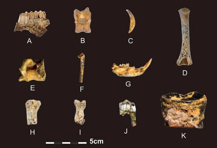 白石崖溶洞遗址发现的动物骨骼 韩源源摄
