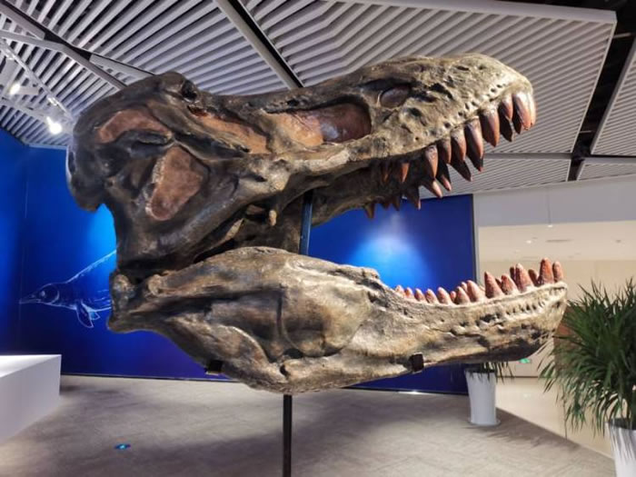 ��̽�ذ��Ѽͣ��ط�����ʱ����ʷǰ������ʯչ���ൺ��Ļ