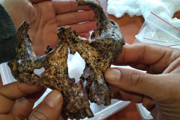 �ϷǶ�Ѩ����200����ǰ��������ް��ϰ���ͷ�ǻ�ʯ ��ͬ��������ʵ��