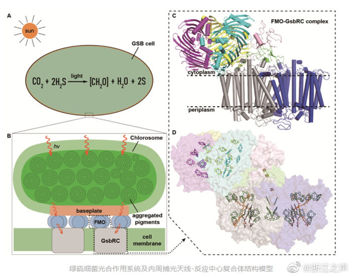 《科学》杂志:中国学者揭秘古老光合细菌光合作用机理