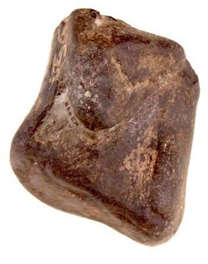 Scelidosaurus femur��ʯ