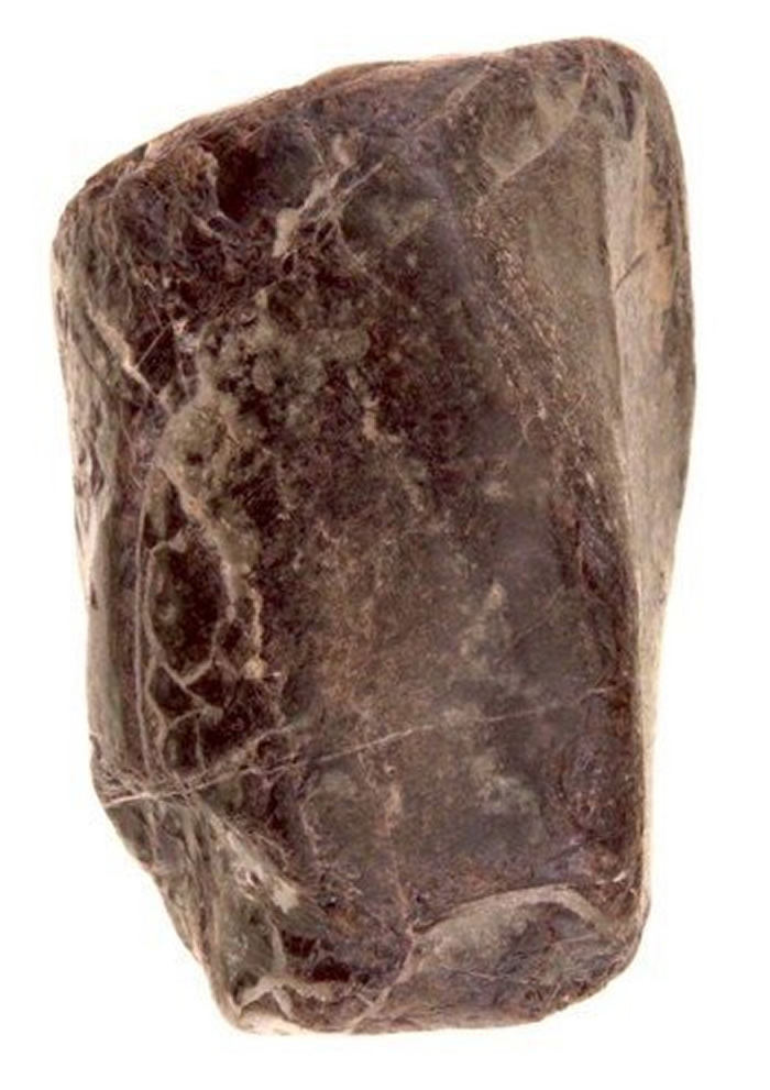 Theropod tibia��ʯ
