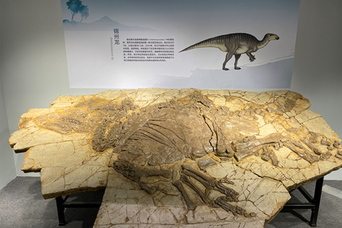 ������Ƥ���Ĵ��������ࡪ�����Ͻ�����