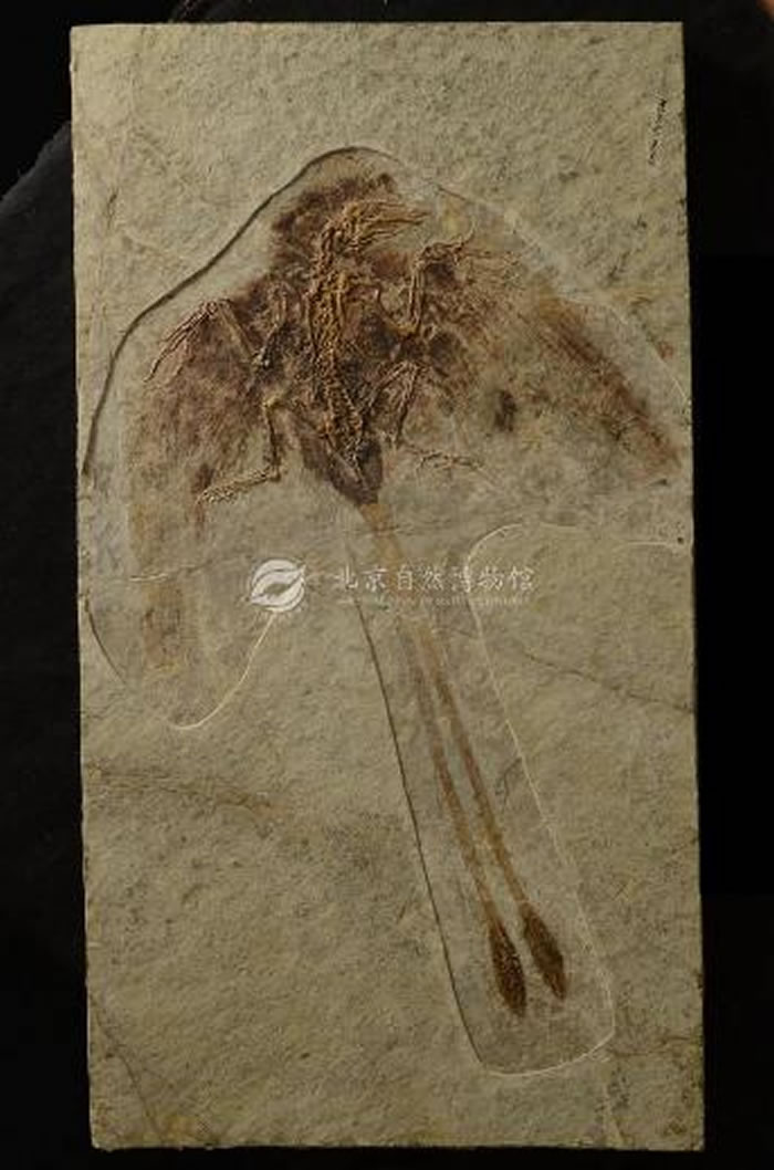 ԭʼ�������ࡪ��ʥ�Ϳ�����