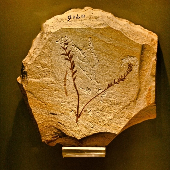 ���ڱ���ֲ��������Ź�