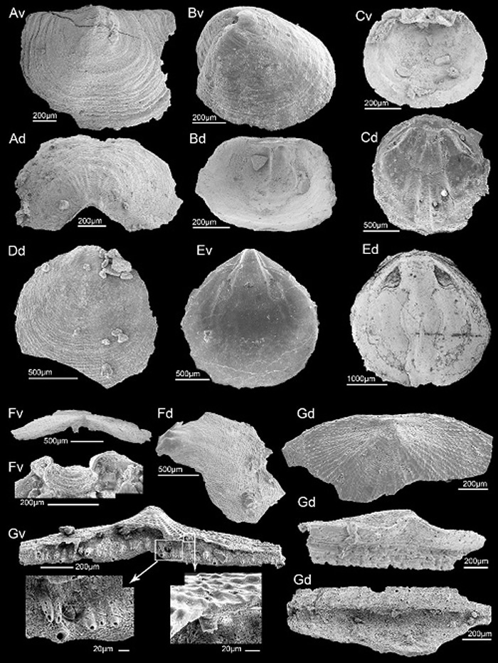 ������̨��Ե����ϵ�ڶ�ͳ���������������������