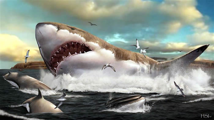 生活在2300万到300万年前的巨齿鲨体长可以达到大白鲨的3倍。图片来源：HUMBERTO FERRóN