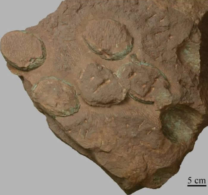 ����ɡ�ε��ĵ���