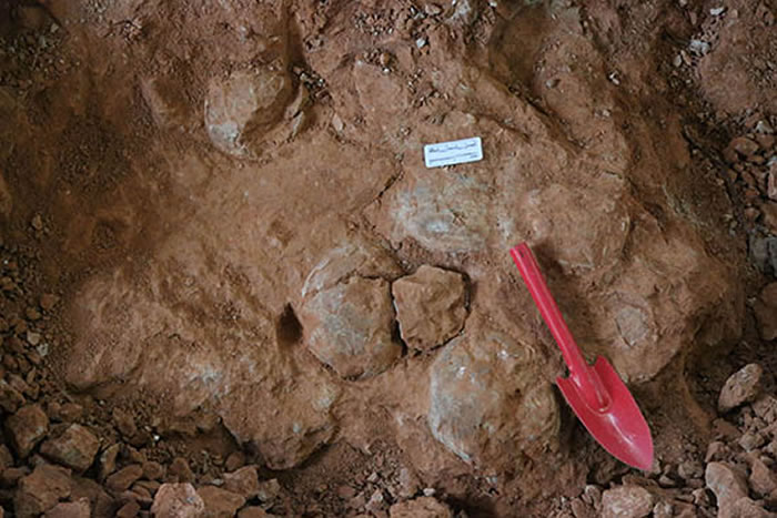 ��ʮ���п��������ż����������������������������桱