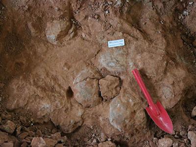 《十堰市恐龙地质遗迹保护条例》保护罕见“龙蛋共存”