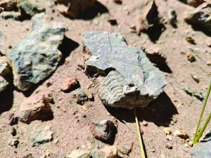 ��Ҷ�������㻯ʯ