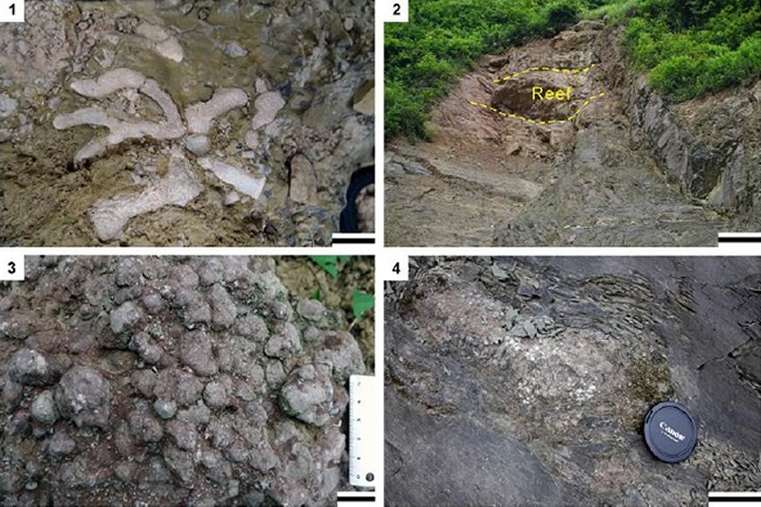 ͼ1ǭϽ磨ͩؽ籮帽ĺҵ²̦޺潸¶ͷ1绯ʾɼķ֦״̦޺TrematoporaΪ1ף2
