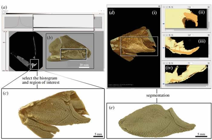 Drishti paint中使用3D Freeform Painter工具对澳大利亚早泥盆世盾皮鱼头部化石执行三维分割
