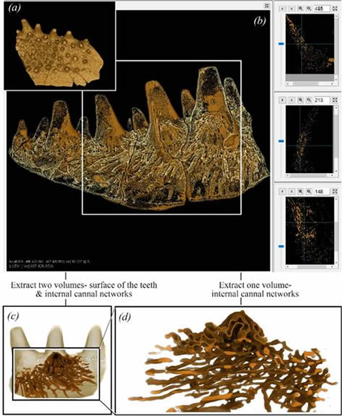 使用Drishti Paint对澳大利亚早泥盆世盾皮鱼颌骨脉管结构进行三维重建
