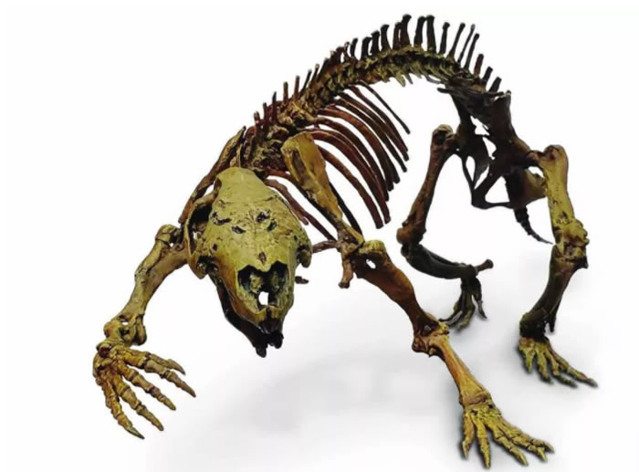 ������Ұ�ޡ�Adalatherium hui�������˹�ӷ���6600����ǰ�����С�Ĳ��鶯��