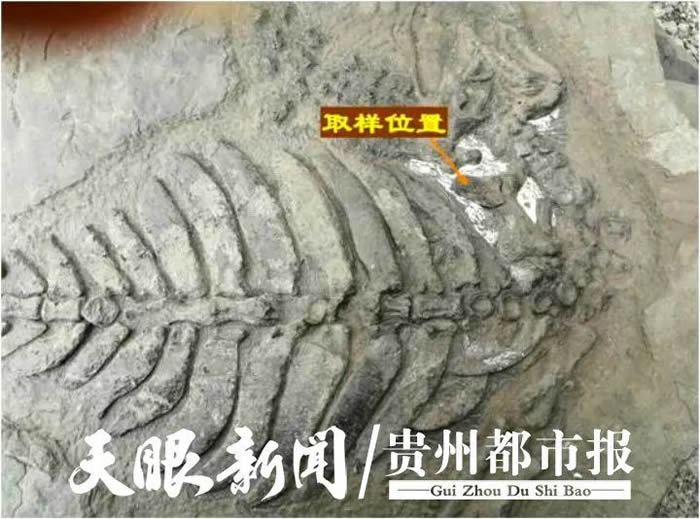 ��٣�����������ʯ��̫�����������ռ���λ�Ա걾��α�Ļ���