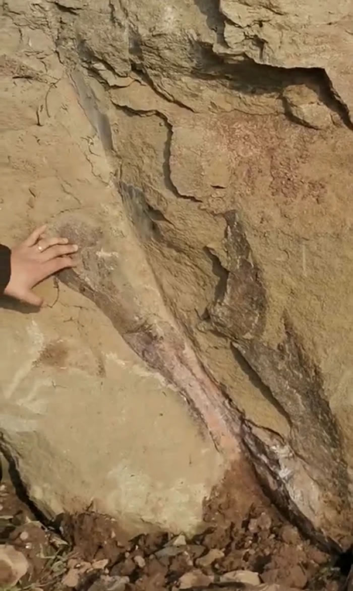 自贡市民在大安区大山铺镇散步时发现恐龙化石 专家初步认定为距今1.6亿年前的蜥脚类