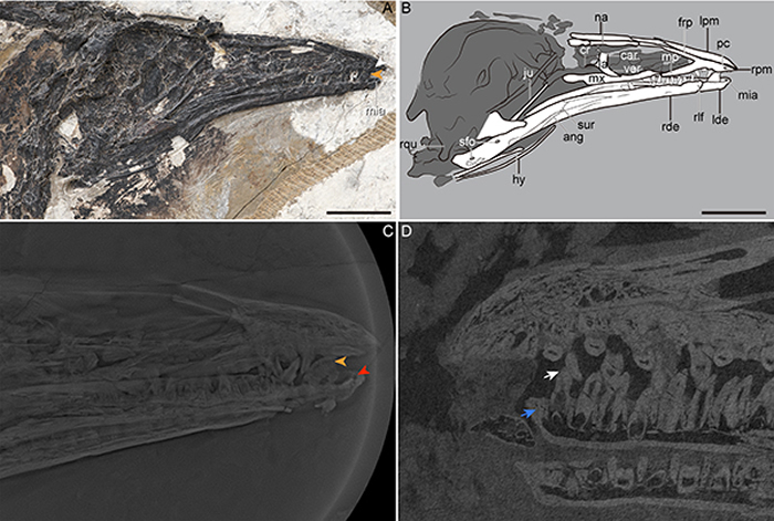 �������������������ͷ�ǶԱȣ����� ��ͼ��