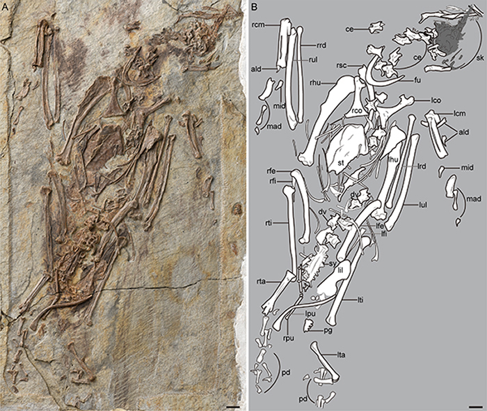 ���ϱ���Abitusavis lii�����ͣ����� ��ͼ��