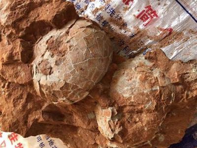 湖北十堰盗挖恐龙化石最高罚50万