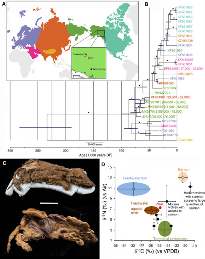 加拿大育空地区永久冻土中发现57000年前狼幼崽木乃伊 命名为Zhùr