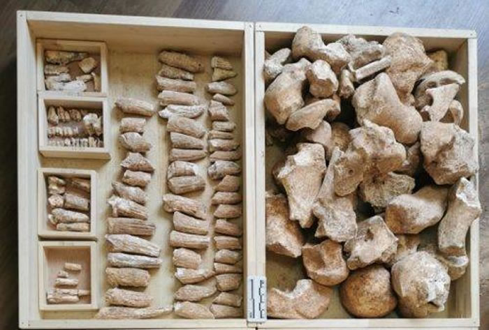 子长市破获首例盗掘古脊椎动物化石“龙骨”案件