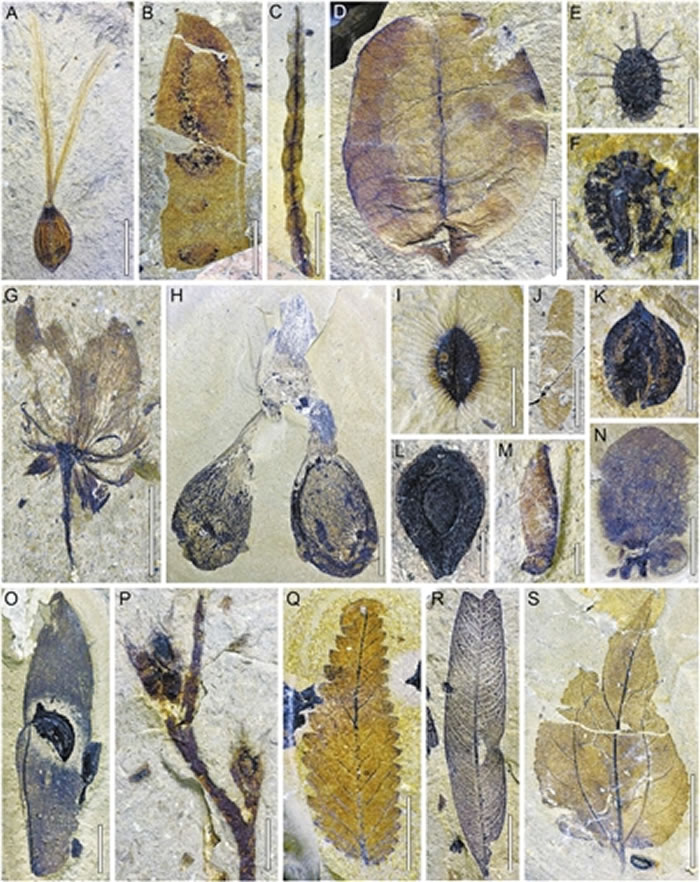 ��ظ�ԭ�в��������ʼ��������ḻ�Ļ�ʯֲ����Ⱥ���ܷ��߹�ͼ