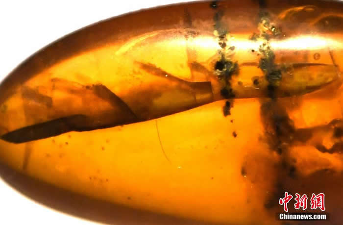 ������Ȼ����������ȫ��������Ʒչ���ڸ���ʡ����Ժչ��