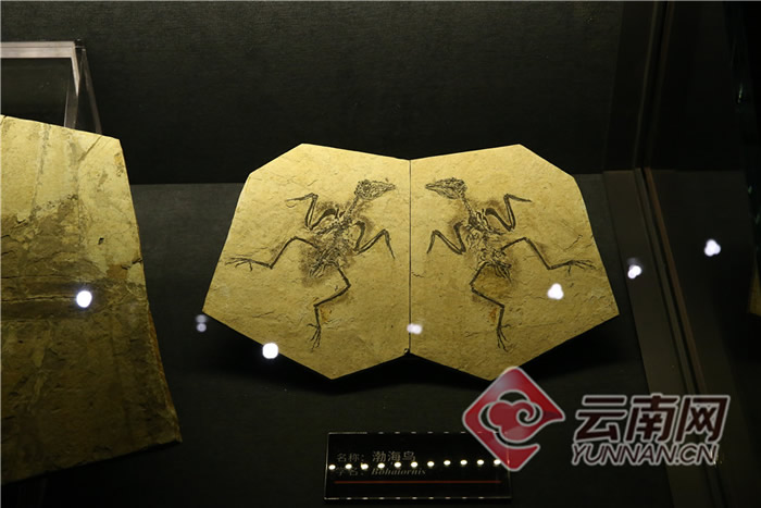 ���ϳν���ʯ����Ȼ������ѳ�Ϊ��������ԵĿ��ջ���