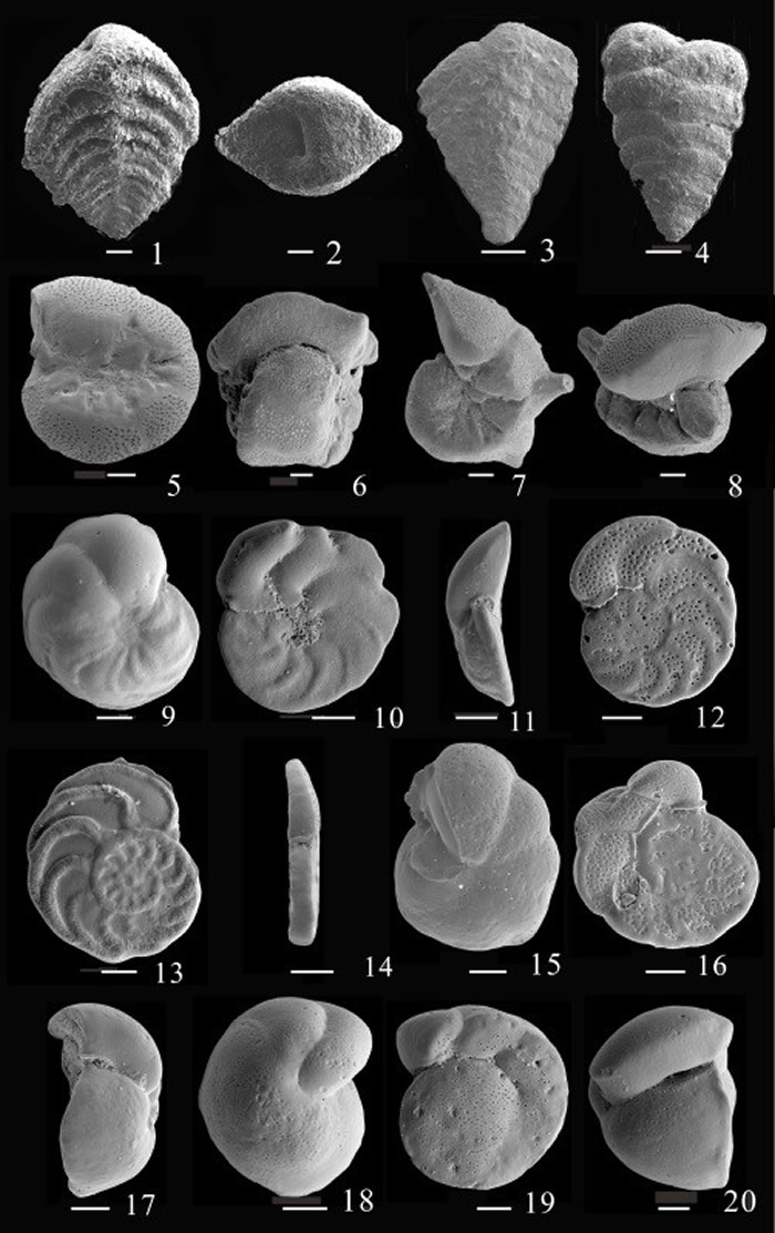 IODP1391站位指示地中海溢出流(MOW)强度的特征表生底栖有孔虫分子