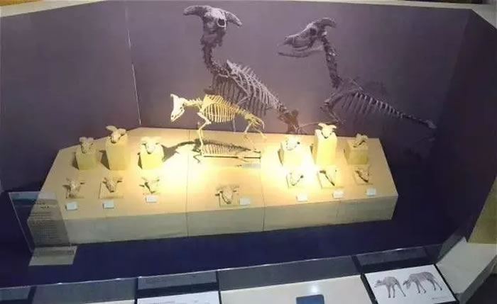 ȫ����������ս������أ������Ŷ��ﻯʯ�����