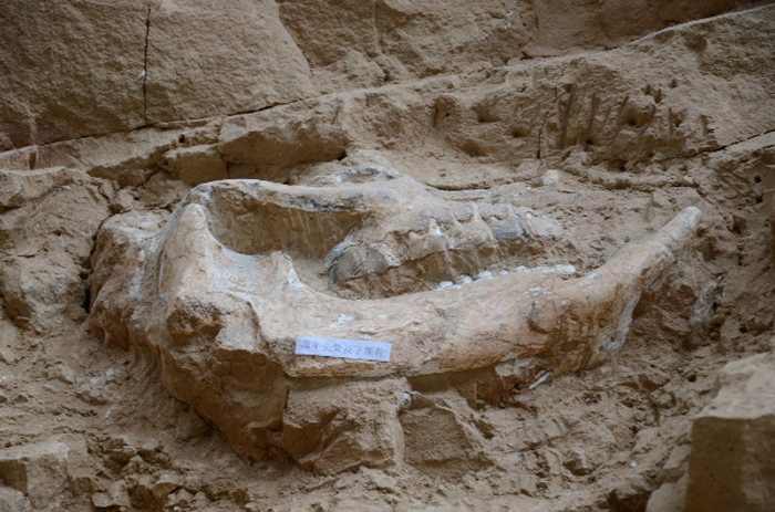 ���Ŷ��ﻯʯ֮�硱����������͡��й�����֮�硱����������