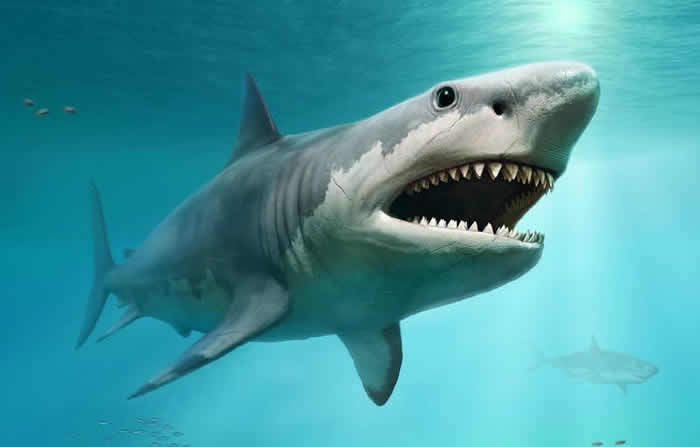 “海中巨兽”巨齿鲨太强悍 在母亲肚中靠吃“兄弟姐妹”长大