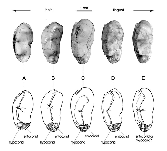 ���ֶ���˶�๷���ֵ����ѳݸ�����̬�Ƚ� �������� ��ͼ��