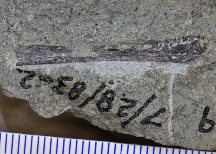 �����ô�����ѧ�����о����ֱ��������ƿǶ���ʱ��91���׳� ��߾�����Ȯ����