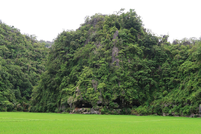 �������ϵ������ڻ����ڵĶ�ѨLeang Tedongngeλ���ɸ�����ʯ�ͱ������Ƶķ�ï�ȵر�Ե�� AA OKTAVIANA