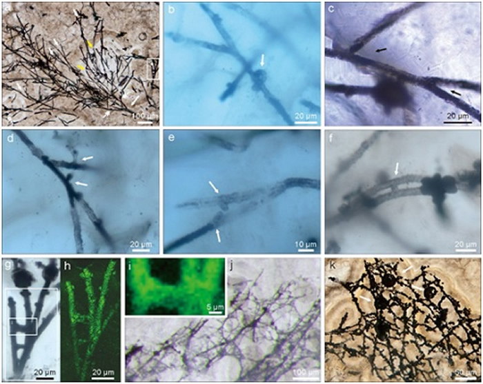 ͰϿͶɽ״ηֻ󻯵״΢廯ʯ