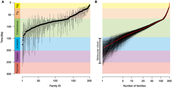 A. 本研究中利用198科的开花植物估计的起源时间(灰色竖线代表95% CI). B. 利用已估算的各类群的起源时间计算科级多样化积累曲线。从B图中可以看出,由