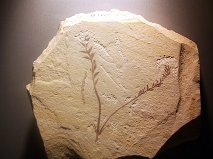 辽宁古果(Archaefructus liaoningensis),为迄今发现的最早的被子植物之一(早白垩纪,一亿两千五百万年前)。(中科院版纳植物园供图)