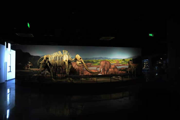 和政动物群化石展区