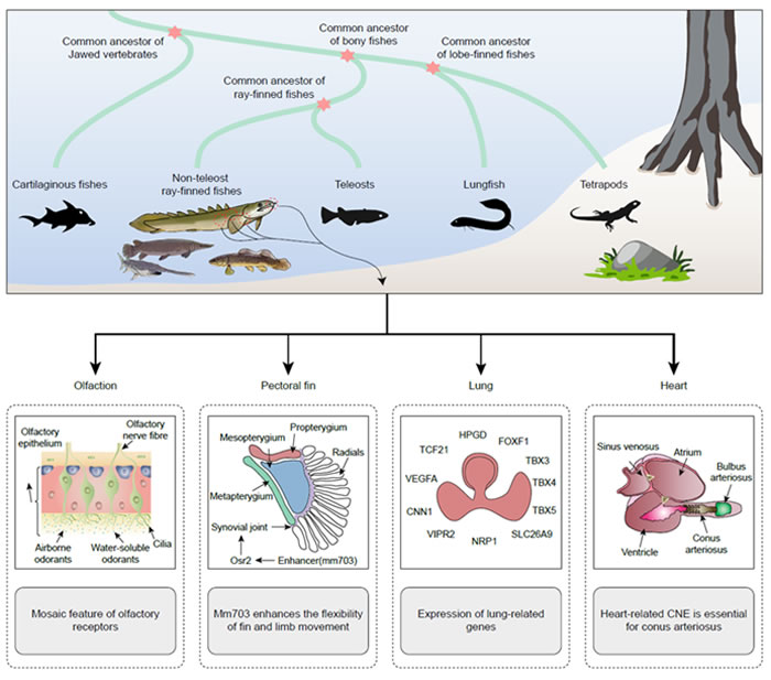 原始辐鳍鱼已经具备大量陆生特性相关的关键基因组元件（供图：毕旭鹏，张国捷， Brian Choo）