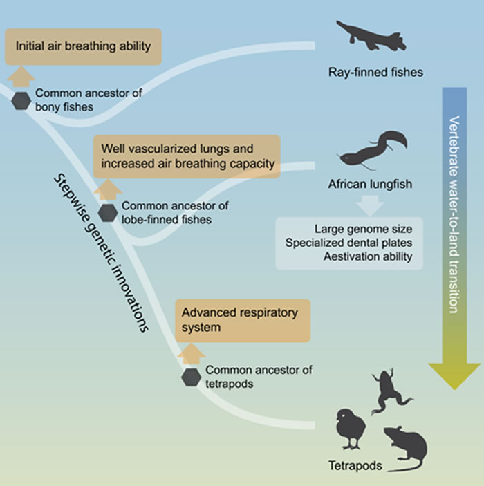 非洲肺鱼基因组为理解脊椎动物水生陆生转变提供了重要桥梁。（供图：王堃，王文）