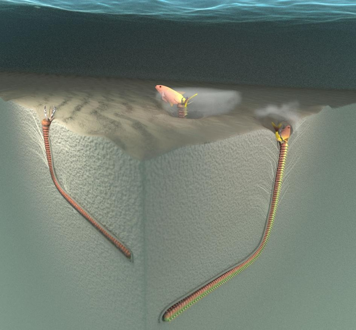 这个立体模型显示博比特虫的觅食行为,以及这批生痕化石(命名为 Pennichus formosae)可能的形成方式。博比特虫会在它们的L的孔穴中等待,并利用强壮