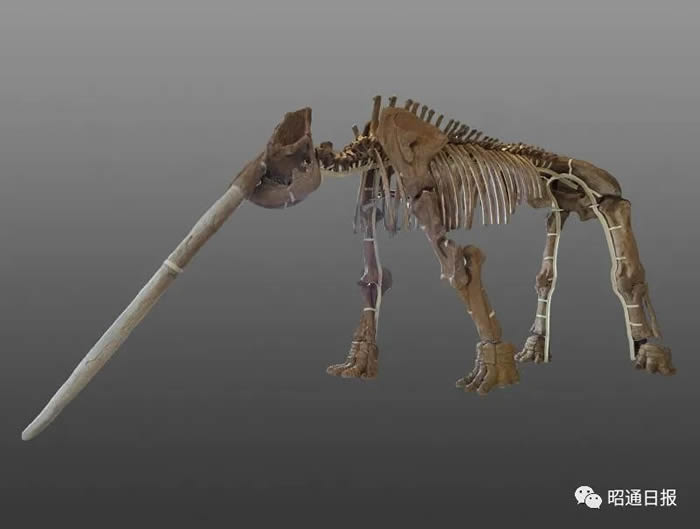 ��ԭ������Խ�����Ǽܸ�3.7�ף��峤Լ7.6�ף��ųݱ�ֱ����2.8�ס�