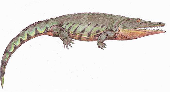 迟滞鳄类复原图(图片引自维基百科)