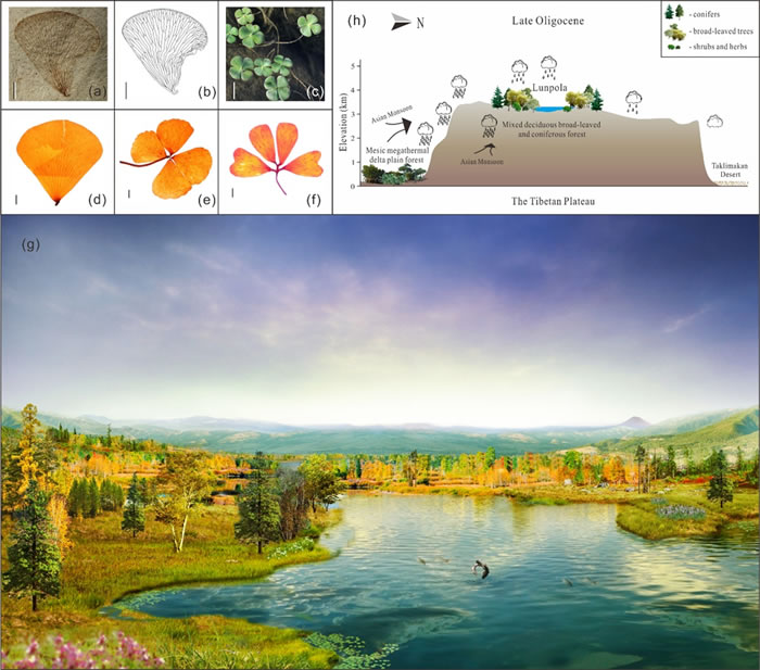 ��ʾ��ʯ��a-b�����ִ�(c-f)��С��ͦˮֲ���ާ��ƻ��,�ؽ����������������Լ24�����꣩�������ź���Χů�´������콻��ֲ������̬ϵͳ��g��,�Լ���ԭ�в�