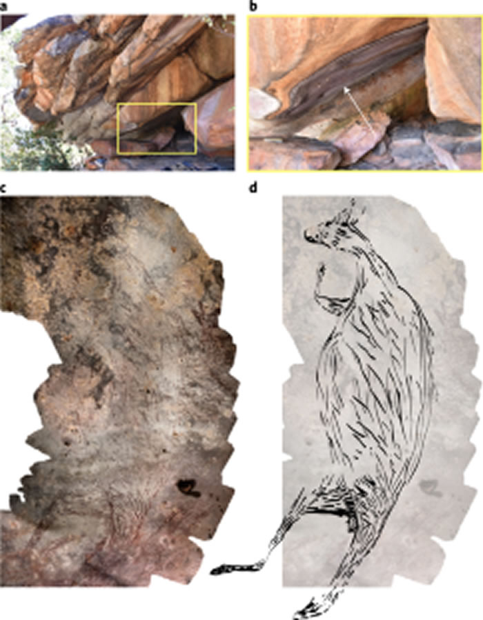 《自然人类行为》:澳大利亚发现1.73万年前袋鼠岩画