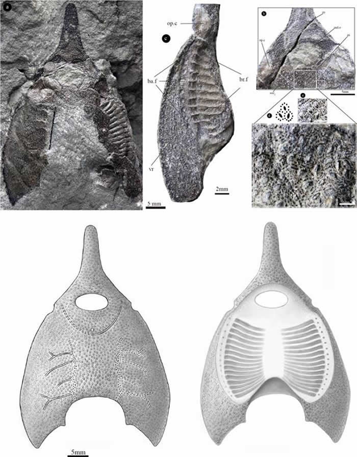 橄榄纹曲师鱼头甲化石照片及其复原图（郭肖聪绘）