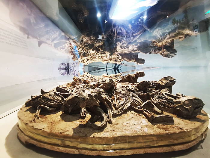 ���������ɹ���Ȼ������ڵ�����������ʯ�걾���»��� ���÷��